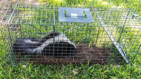 How To Trap A Skunk: Baits & Expert Skunk Trap Tips | VarmintRemoval