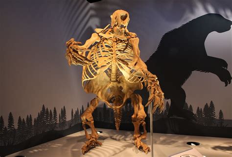 Jefferson's Ground Sloth Skeleton, Natural History Hall, R… | Flickr