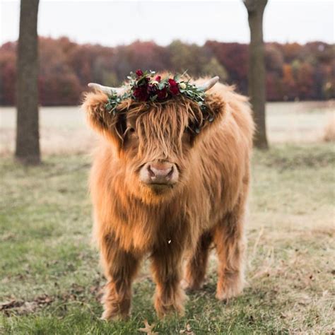 Adorable Highland Miniature Cow