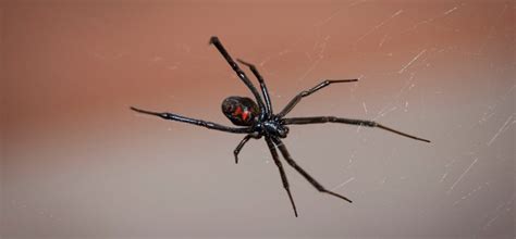 Black Widow Spider Habitat Facts: Pointe Pest Control