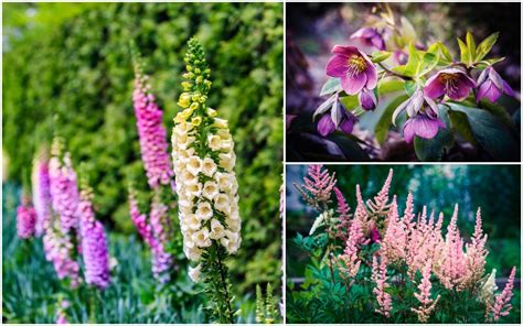 25 Shade Loving Perennials To Brighten Up Shady Spots