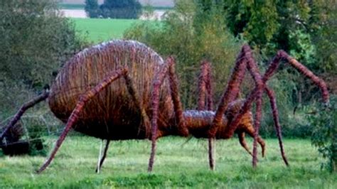 TOP 10 Biggest Spiders in the world - Largest Spiders - YouTube