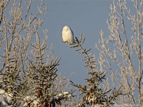 Winter Wonderland Snowy Owl! - 365 Days of Birds