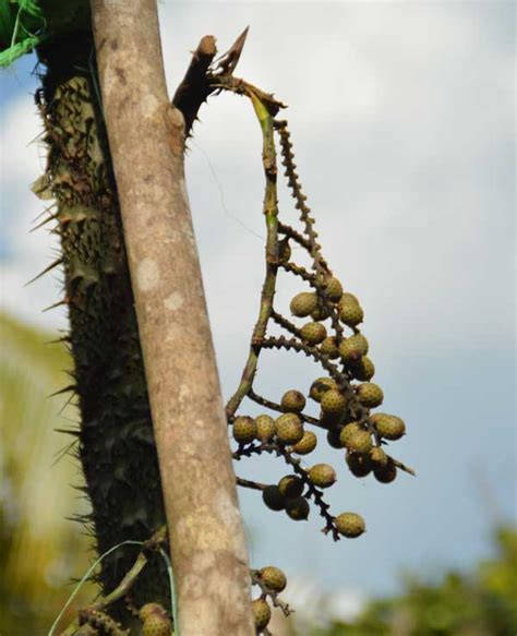 Rotan Manau | Segalanya Tentang Tumbuhan...