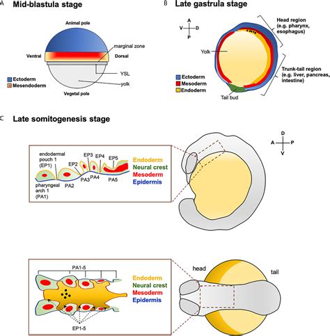 Frontiers From Endoderm To Progenitors: An Update On The, 46% OFF