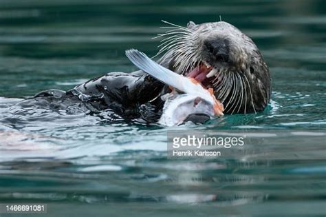 Sea Otter Eating Salmon Alaska Usa High-Res Stock Photo - Getty Images