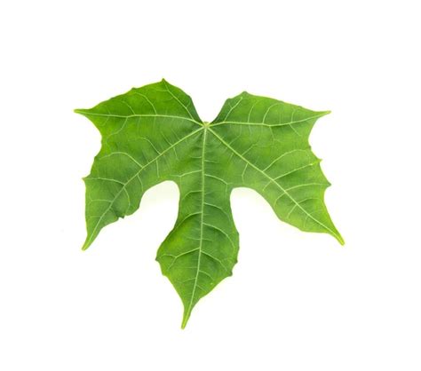 Ivy shaped leaves Stock Photos, Royalty Free Ivy shaped leaves Images | Depositphotos