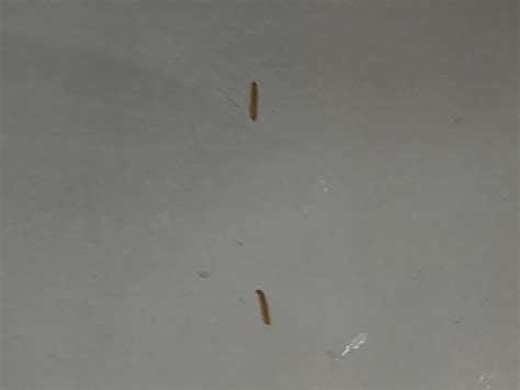 Pretty sure these are pantry moth larvae from a bag of dried chili ...