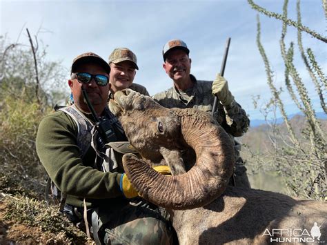 Desert Bighorn Sheep Hunting Mexico | AfricaHunting.com