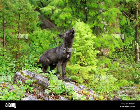 Gray wolf pup howling, Canis lupus. A grey wolf puppy is learning to howl Stock Photo - Alamy