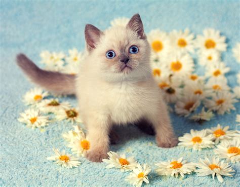 Interesting Facts About The Siamese Cat - MyStart