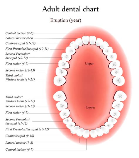 Printable Tooth Surface Chart - Printable World Holiday