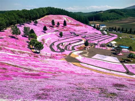 Hokkaido Flowers Spring into Bloom | All About Japan