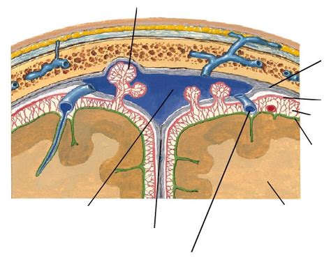 Dural Layers / Arachnoid Granulations Diagram | Quizlet