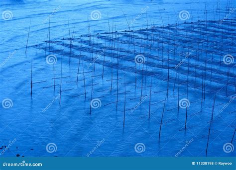 Seaweed farm stock photo. Image of plant, color, scenery - 11338198