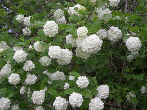 Chinese Snowball Viburnum macrocephalum Sterile 3 Pack | Etsy