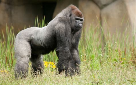 Gorilla Wallpaper Background - WallpaperSafari