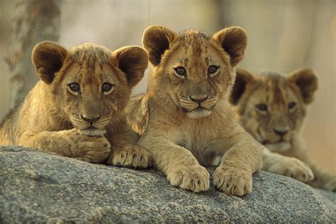 African Lion Three Cubs Resting Photograph by Tim Fitzharris - Fine Art America