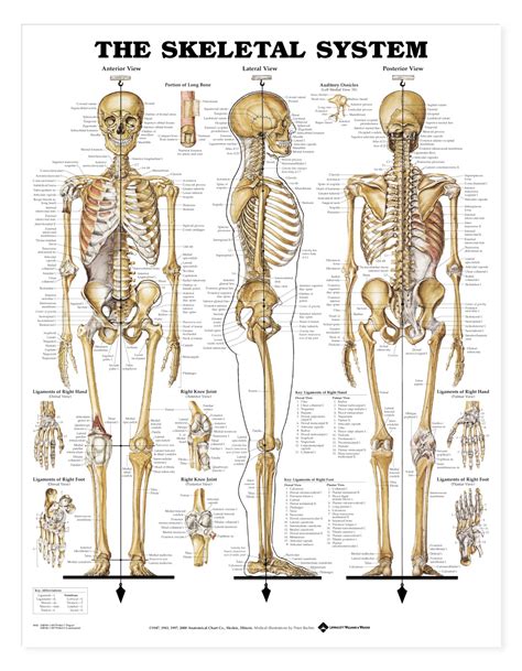 skeletal system parts - ModernHeal.com