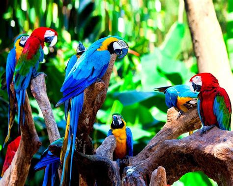 8x12 print | Parrot wallpaper, Rainforest animals, Parrot