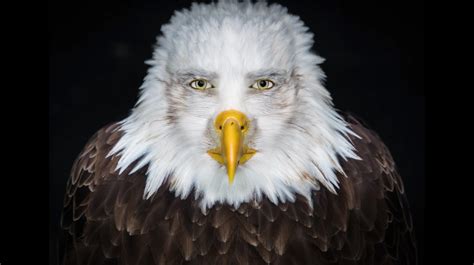 Staring Eagle | Know Your Meme