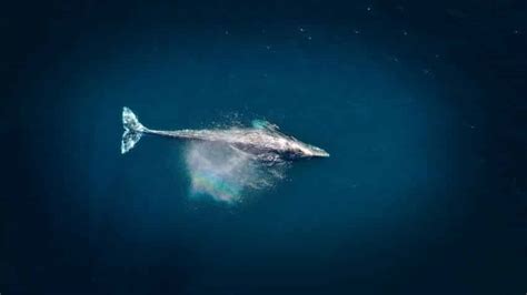 Blue Whale: Why Is It Endangered?