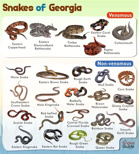 List of Common Venomous and Non-venomous Snakes in Georgia with Pictures