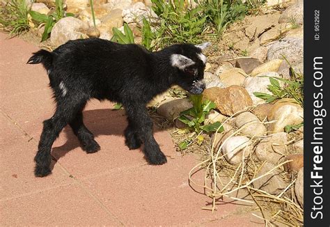 Baby Black Pygmy Goat - Free Stock Images & Photos - 9512922 ...