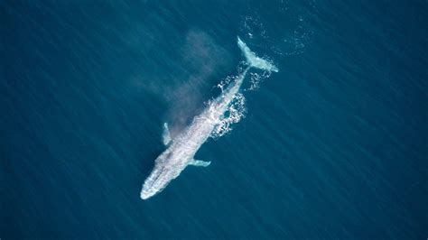 Are Antarctic Blue Whales Coming Back From the Brink of Extinction?