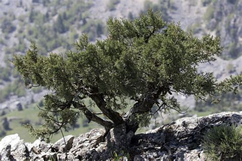 Symbolic Significance of Juniper: Healing & Magick Uses