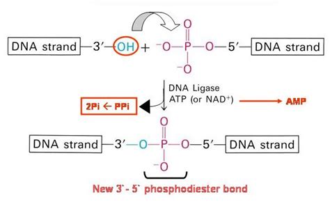 DNA Ligase - UVM Genetics & Genomics Wiki