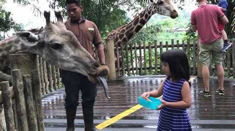 Animal Feeding time at Singapore zoo - YouTube