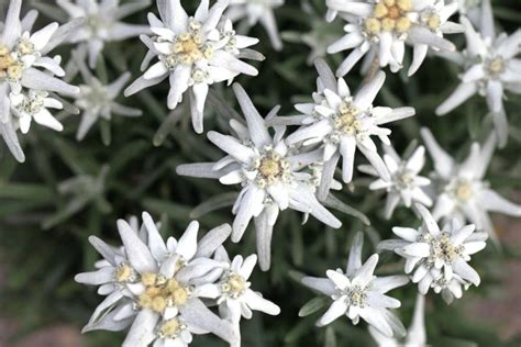 Edelweiss Flower Meaning: Symbolism Of A Wild White Flower - Plantisima