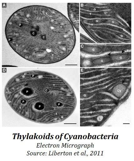 Thylakoid Membrane Cyanobacteria