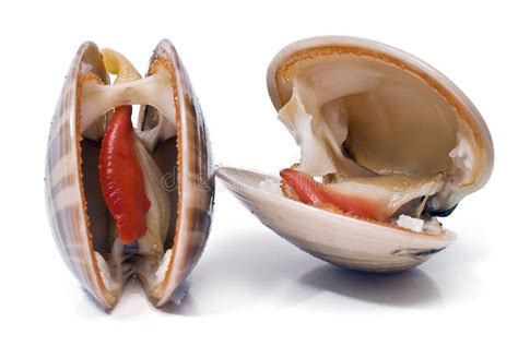 Smooth Clams Alive. Stock Photos - Image: 13528973