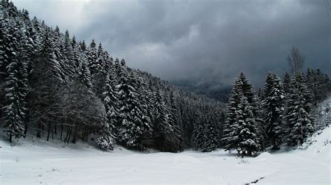 Dark Snowy Forest Wallpaper Images & Pictures - Becuo