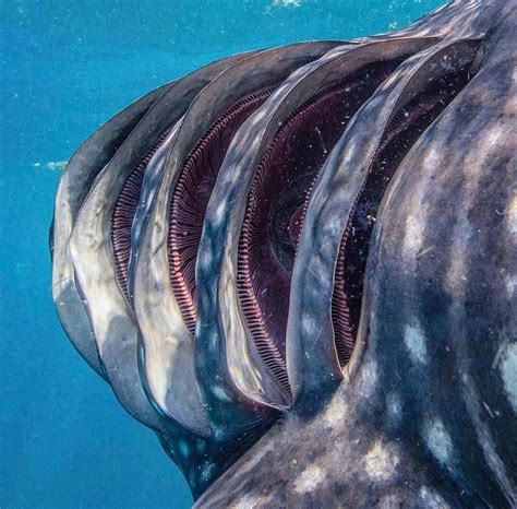 Shark Gills : r/pics