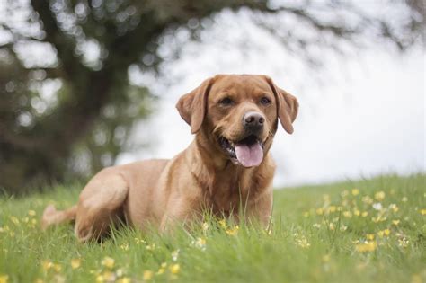 Red Fox Lab: What To Know About This Stunning Retriever - Perfect Dog ...