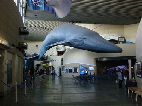 Blue Whale Aquarium