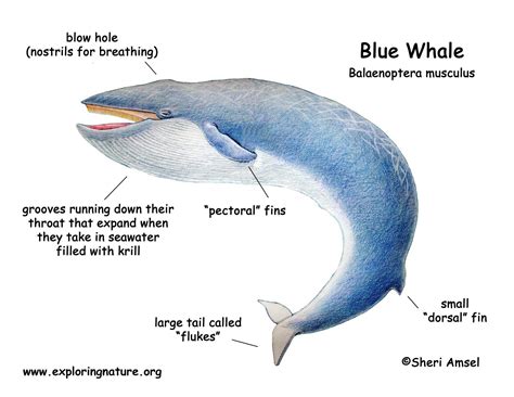 Whale (Blue)