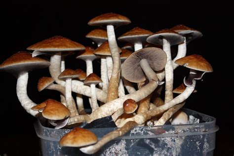 The World is Rediscovering the Medical Benefits of Psychedelic Plants - Activist Post