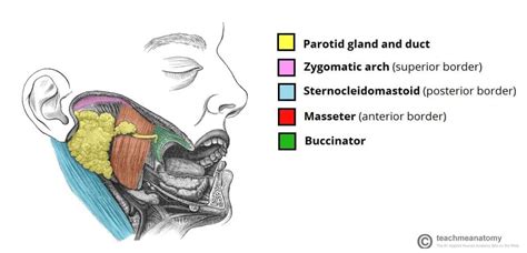 The Parotid Gland - Position - Vasculature - Innervation - TeachMeAnatomy