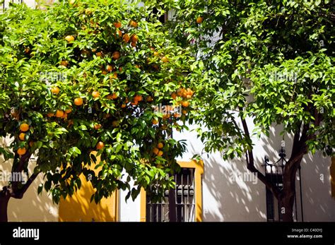 Seville orange trees in fruit in the city of Seville Sevilla Spain Stock Photo - Alamy