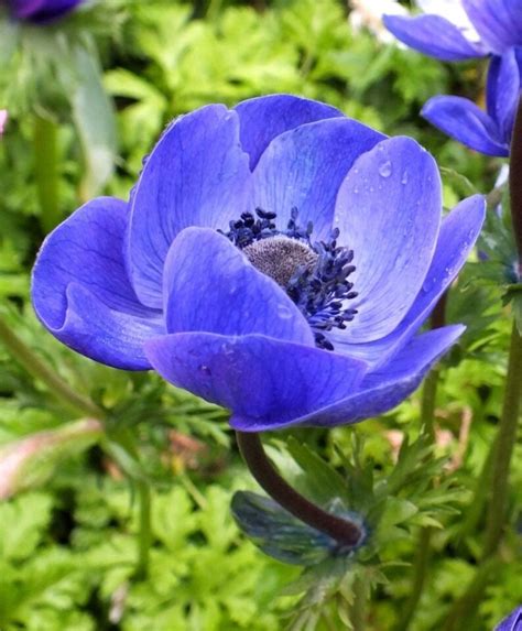 Giant Blue Poppy ANEMONE Perennial Flower Bulbs Soak corms in | Etsy