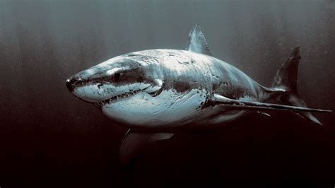 animals, Shark, Great White Shark Wallpapers HD / Desktop and Mobile Backgrounds