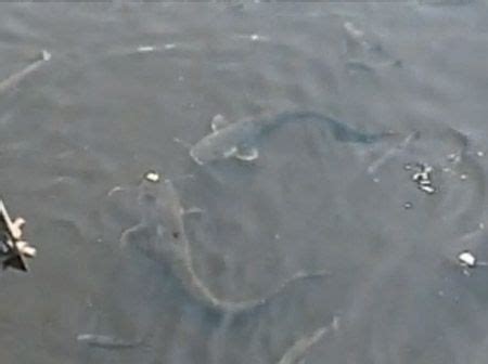 Catfish in Chernobyl Nuclear Plant Cooling Pond - These catfish are huge, but their size has ...