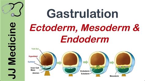 Gastrulation | Formation of Germ Layers | Ectoderm, Mesoderm and ...