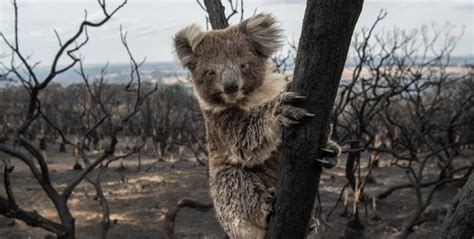 Clearing of Koala Habitat: Another NSW Government Decision Required