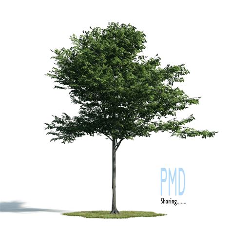 Tree Sketchup Model Free Download ~ 48 3d Trees For Sketchup | Bodenowasude