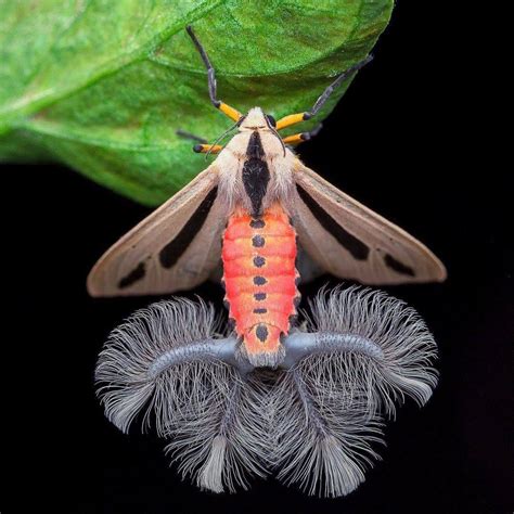 This incredible moth is one of Australia’s strangest insects